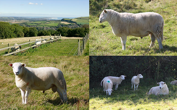 Wool Shedding Sheep Breeders - Great Span Farm